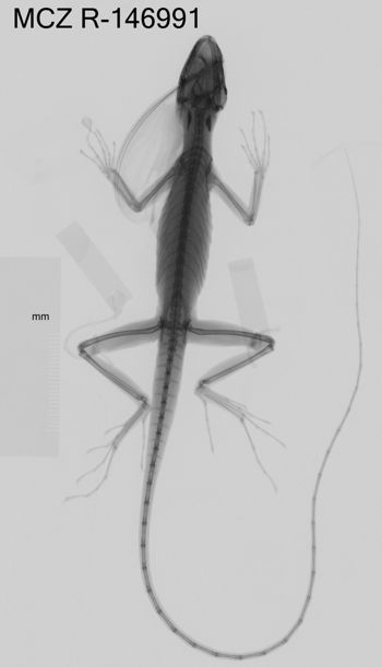 Media type: image;   Herpetology R-146991 Aspect: dorsoventral x-ray